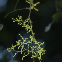 Hopea brevipetiolaris (Thwaites ex Trimen) P.S.Ashton